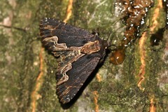 Dypterygia scabriuscula