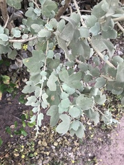 Malacothamnus fasciculatus nuttallii