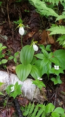 Cypripedium acaule image