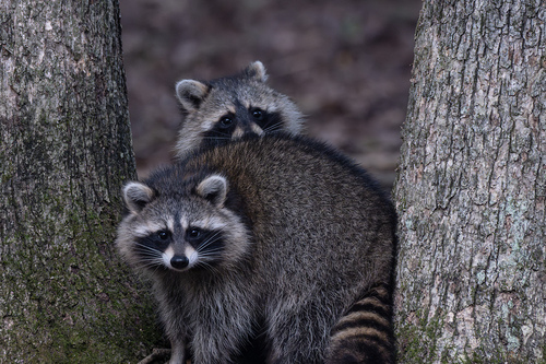 Common Raccoon photographed in Pennsylvania