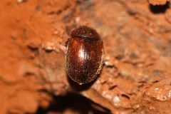 Pocadius