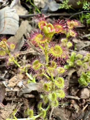 Image of Drosera stolonifera by (c) pimelea, some rights reserved (CC BY)
