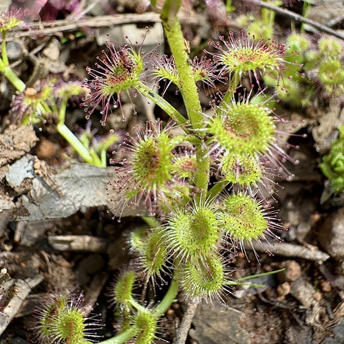 Image of Drosera stolonifera by (c) pimelea, some rights reserved (CC BY)