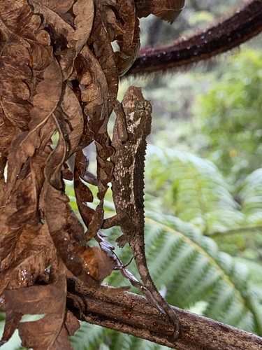 Trioceros jacksonii observed 2024-09-15