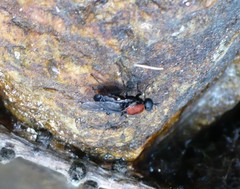 Clitellaria ephippium