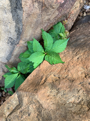 Parthenocissus quinquefolia