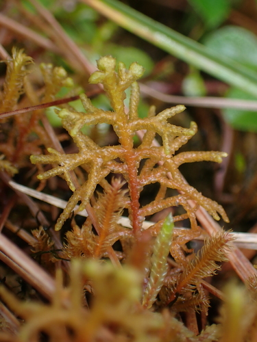 Woods' Whipwort (Mastigophora woodsii)