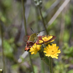 Hemaris gracilis