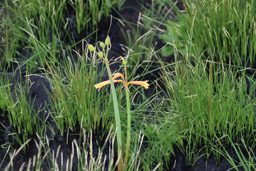 Cyrtanthus welwitschii