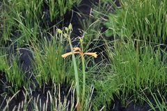 Cyrtanthus welwitschii