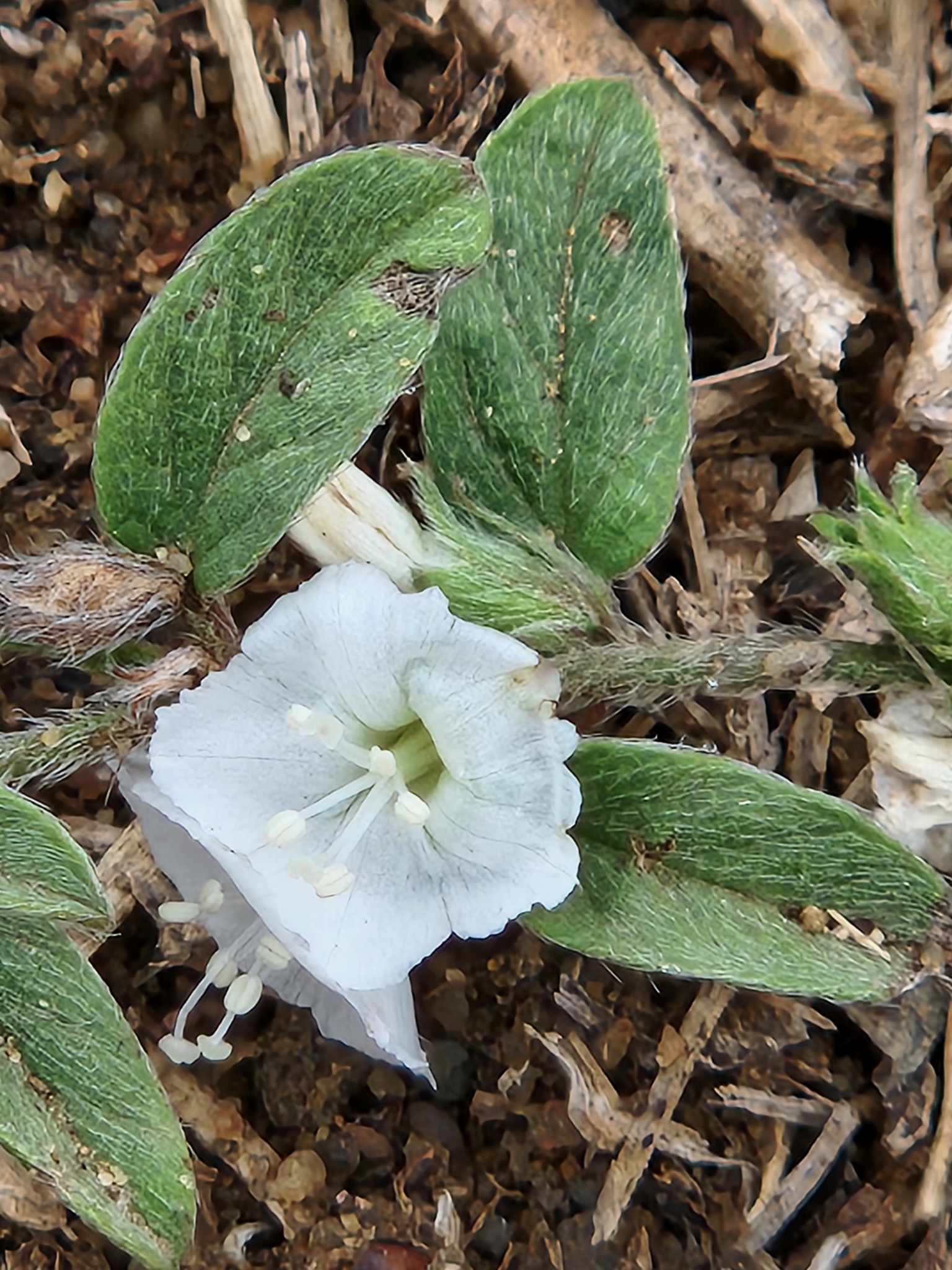 Seddera suffruticosa