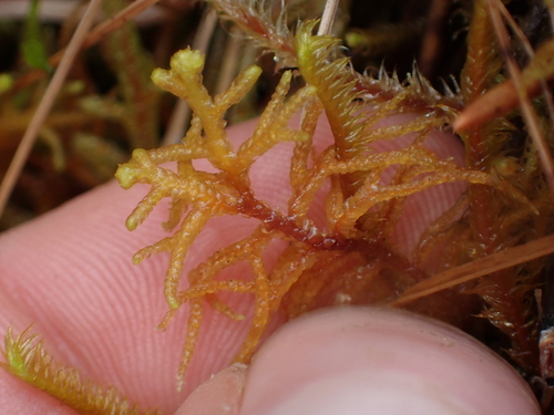 Image of Mastigophora woodsii by no rights reserved