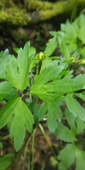 Ranunculus repens