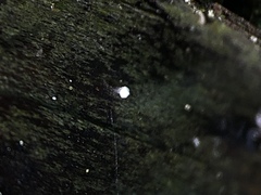 Dictyocatenulata alba