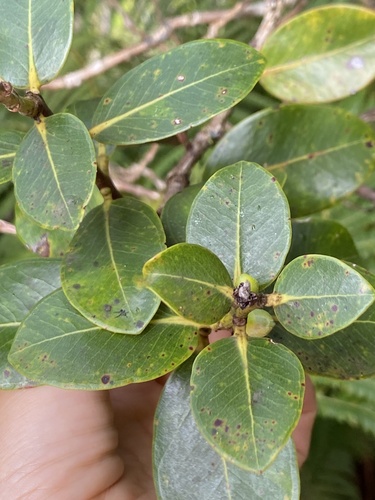Metrosideros polymorpha observed 2024-09-14