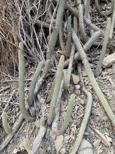 Cleistocactus pungens (Cleistocactus pungens)