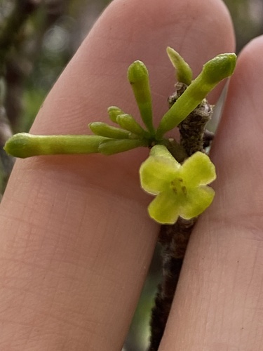 Wikstroemia oahuensis observed 2024-09-14