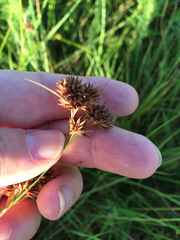 Rhynchospora glomerata