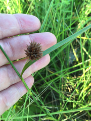 Rhynchospora glomerata