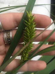 Carex lacustris