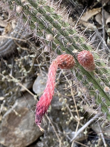 Cleistocactus pungens (Cleistocactus pungens)