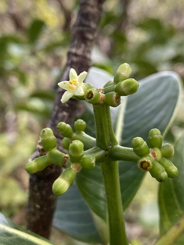 Psychotria mariniana observed 2024-09-14