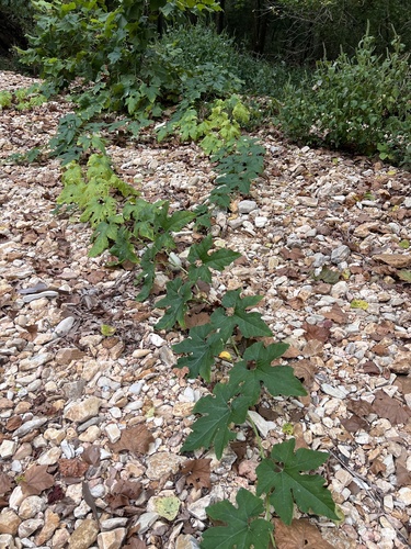 Image of Cucurbita melopepo by (c) Nathan Aaron, some rights reserved (CC BY)