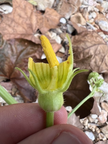 Image of Cucurbita melopepo by (c) Nathan Aaron, some rights reserved (CC BY)