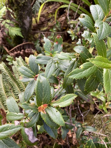 Vaccinium dentatum observed 2024-09-14