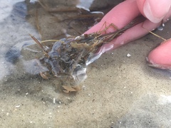Diopatra cuprea