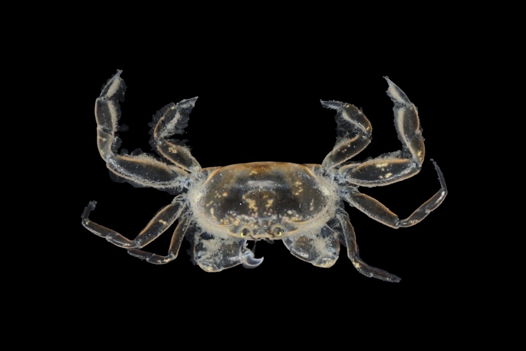 Lugworm Pea Crab