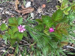Rubus arcticus acaulis