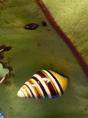 Partulina mighelsiana observed 2024-09-14