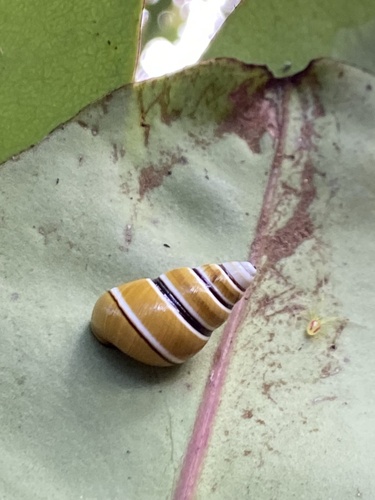 Partulina mighelsiana observed 2024-09-14
