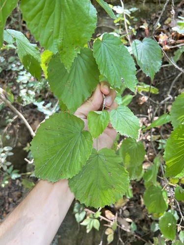 Image of Viburnum molle by (c) Nathan Aaron, some rights reserved (CC BY)