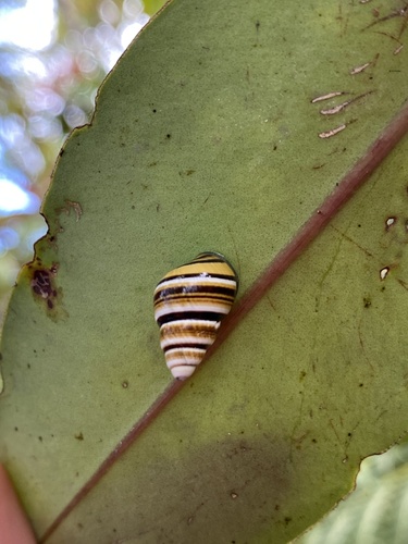 Partulina mighelsiana observed 2024-09-14