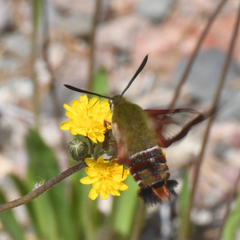 Hemaris gracilis