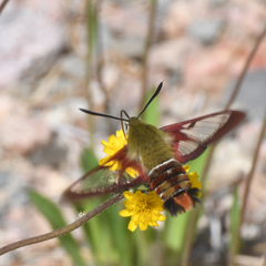 Hemaris gracilis