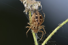 Oxyopes heterophthalmus