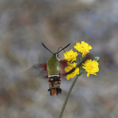 Hemaris gracilis