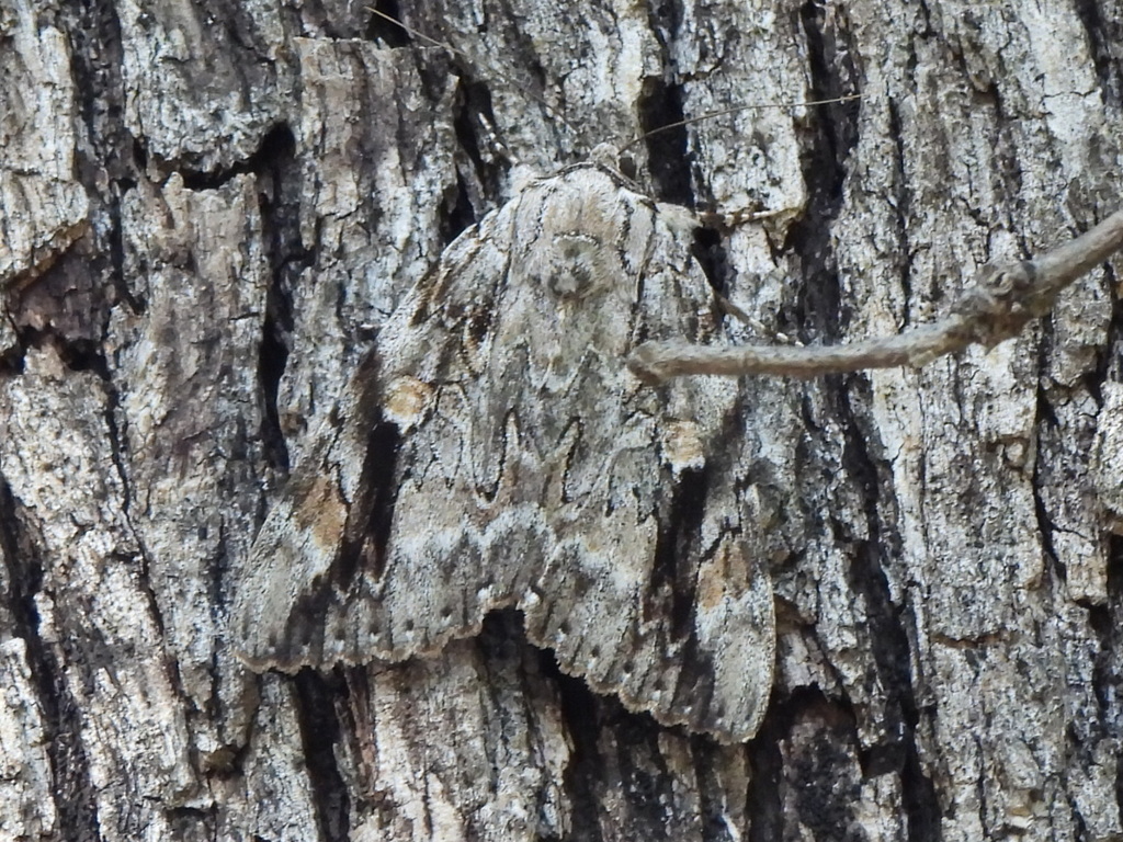 Sad Underwing