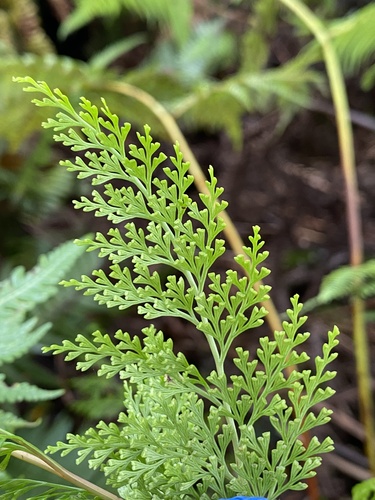 Odontosoria chinensis observed 2024-09-14