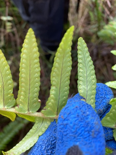 Nephrolepis exaltata observed 2024-09-14