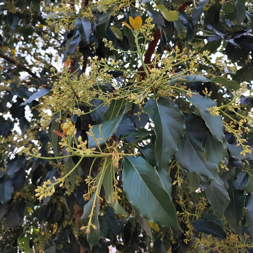 Persea americana