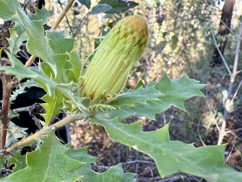 Image of Banksia undata by (c) pimelea, some rights reserved (CC BY)