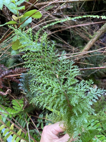 Callistopteris baldwinii observed 2024-09-13
