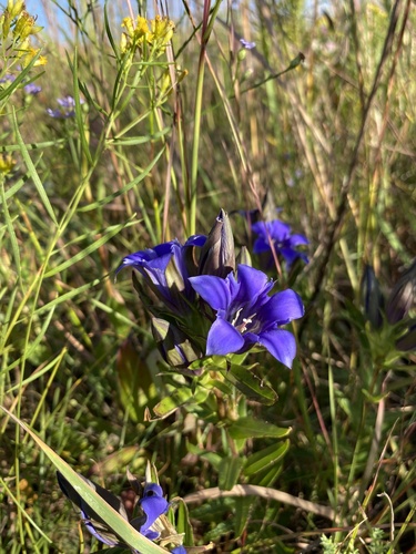 Image of Gentiana puberulenta by (c) Brandon Corder, some rights reserved (CC BY)