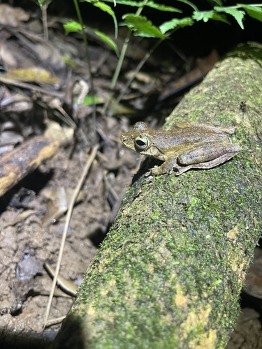Ranoidea eucnemis observed 2024-09-20