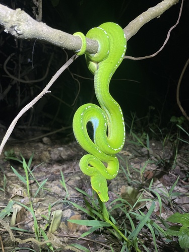 Southern Green Python sighting