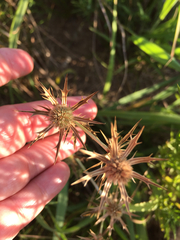 Eryngium hookeri